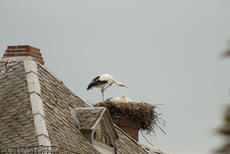 Weißstorch (16 von 20).jpg